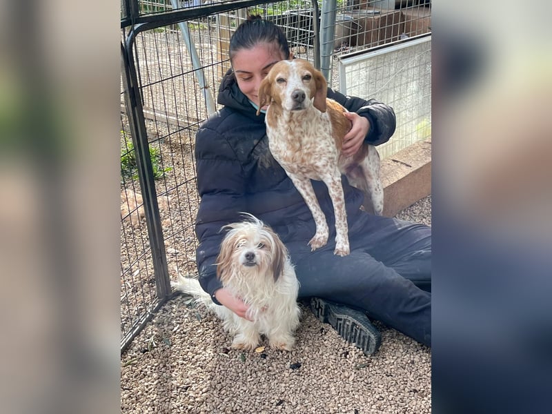 freundliche agile NINET