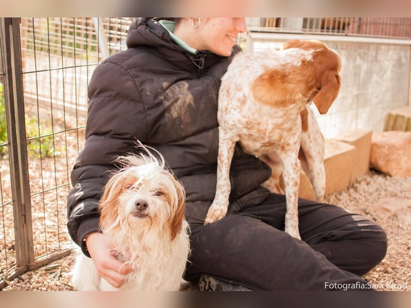 freundliche agile NINET