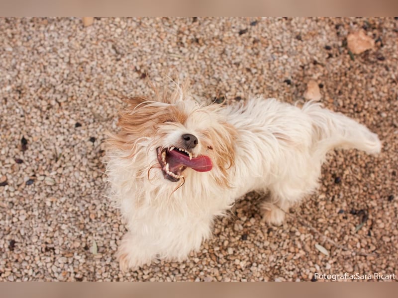 freundliche agile NINET