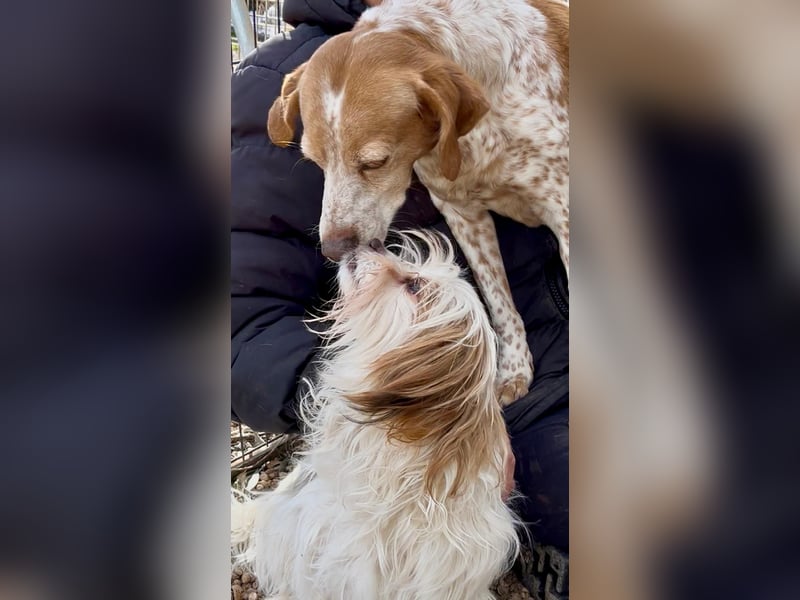 freundliche agile NINET