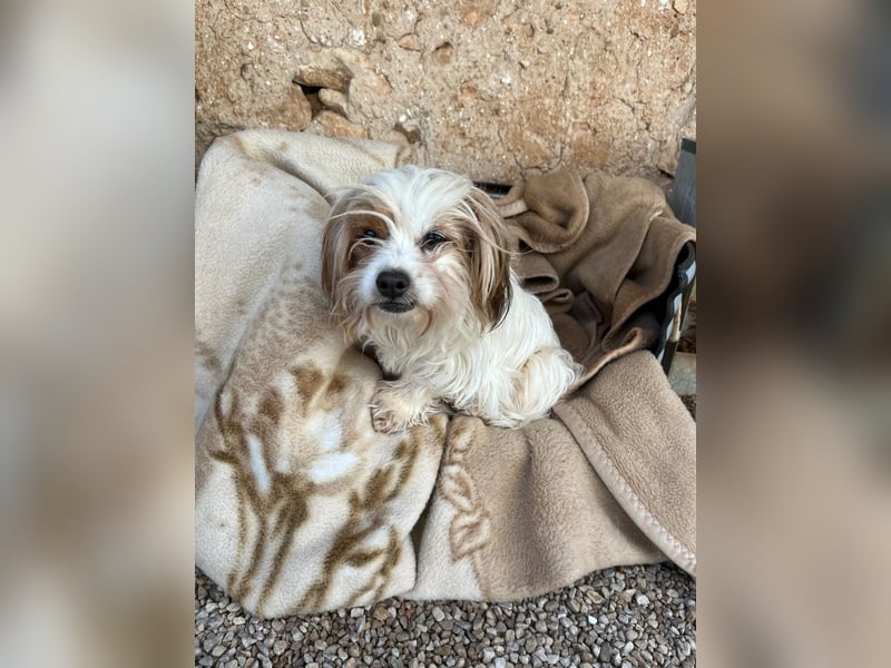 freundliche agile NINET