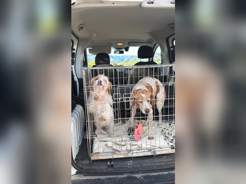 freundliche agile NINET