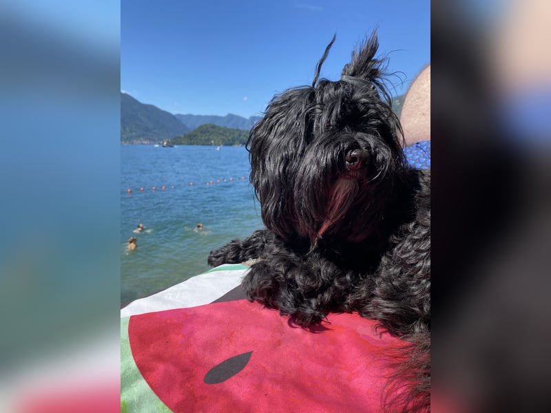 Junger deckründe (havaneser)