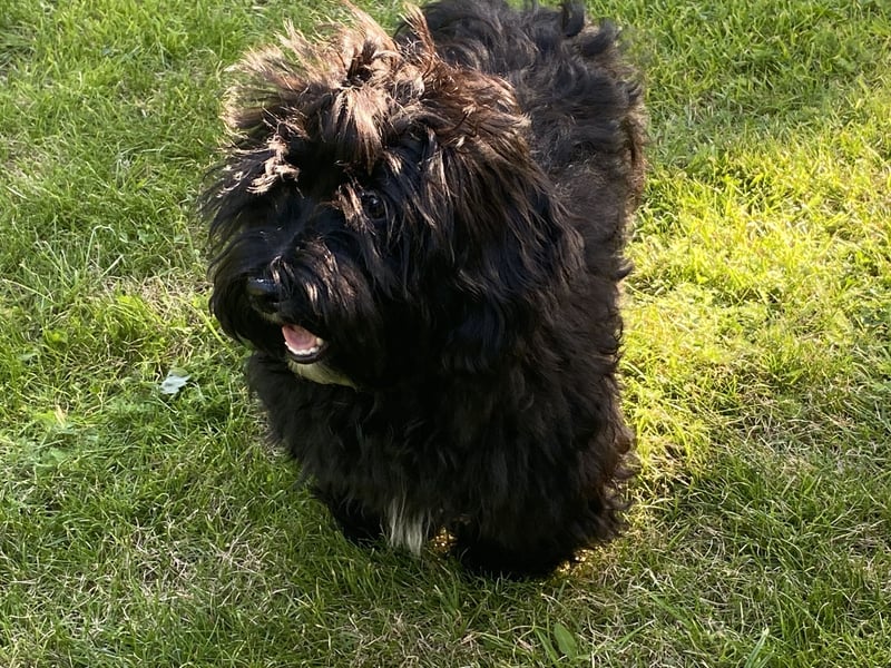 Junger deckründe (havaneser)