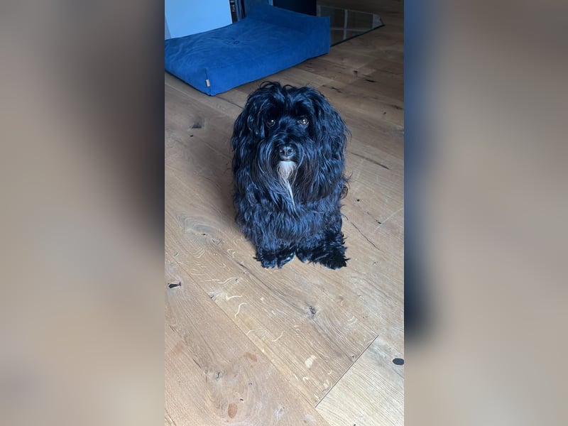 Junger deckründe (havaneser)