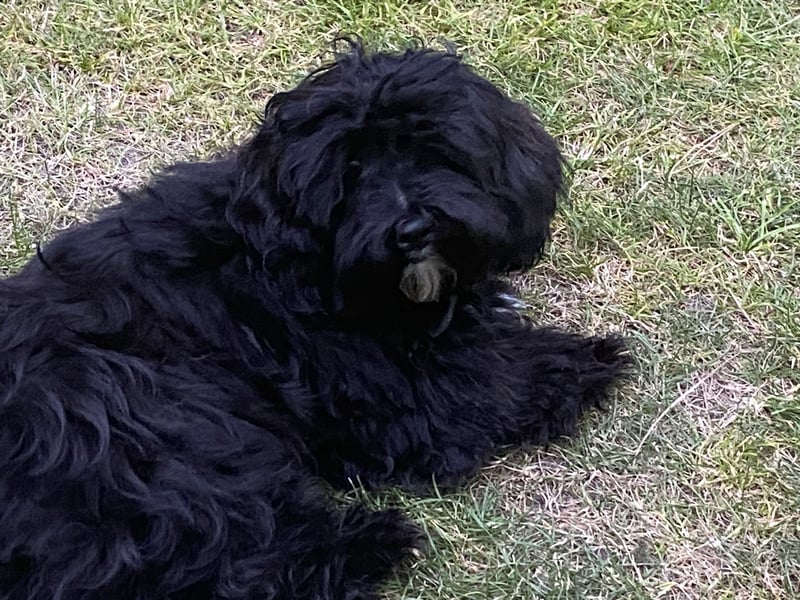 Junger deckründe (havaneser)