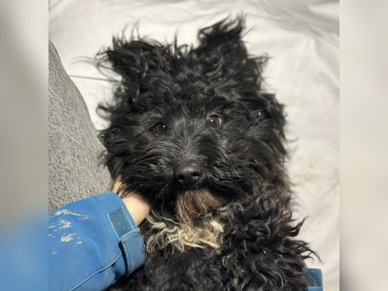 Chipsy ein kleiner wuscheliger Engelchen