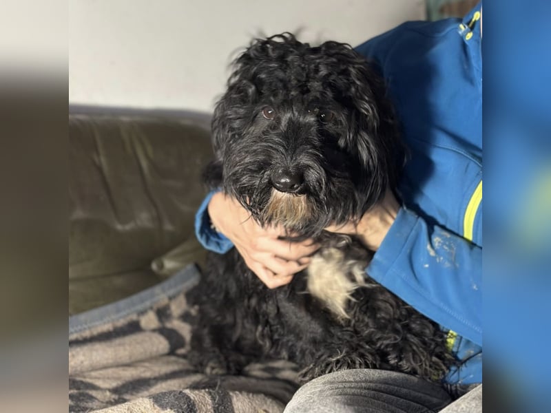 Chipsy ein kleiner wuscheliger Engelchen