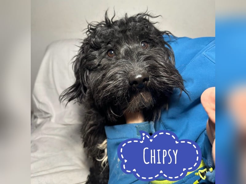 Chipsy ein kleiner wuscheliger Engelchen