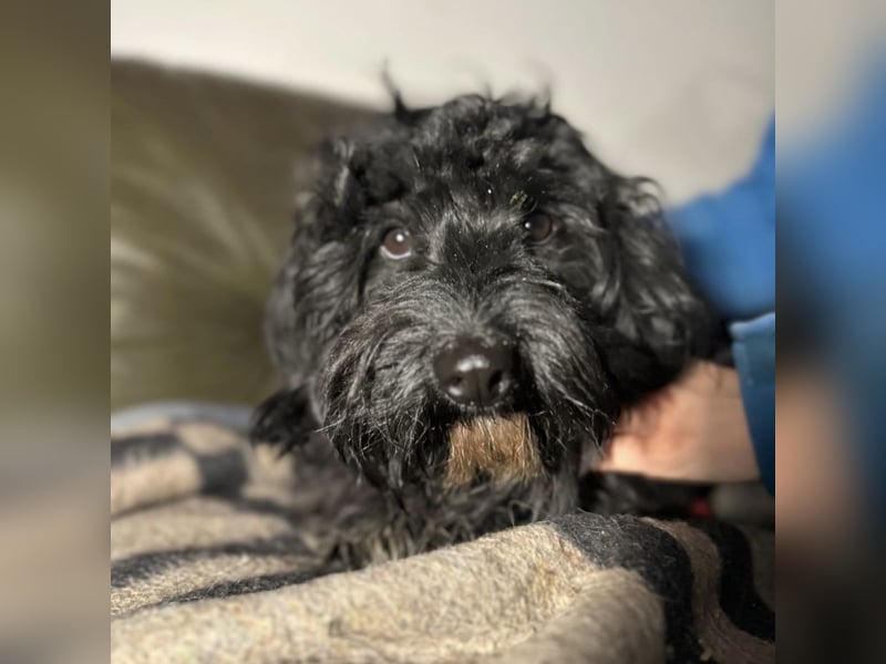 Chipsy ein kleiner wuscheliger Engelchen