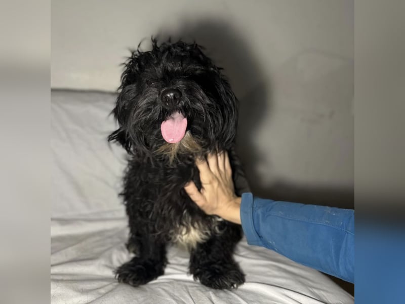 Chipsy ein kleiner wuscheliger Engelchen