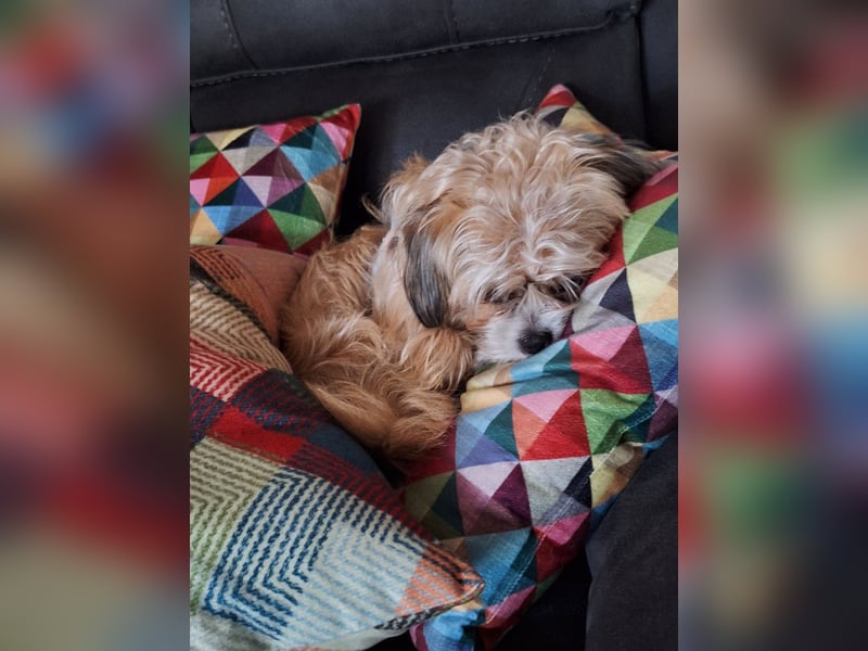 Havanesemischlingshündin