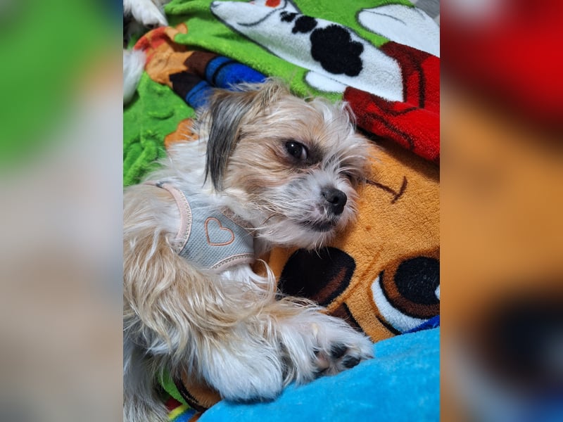 Havanesemischlingshündin