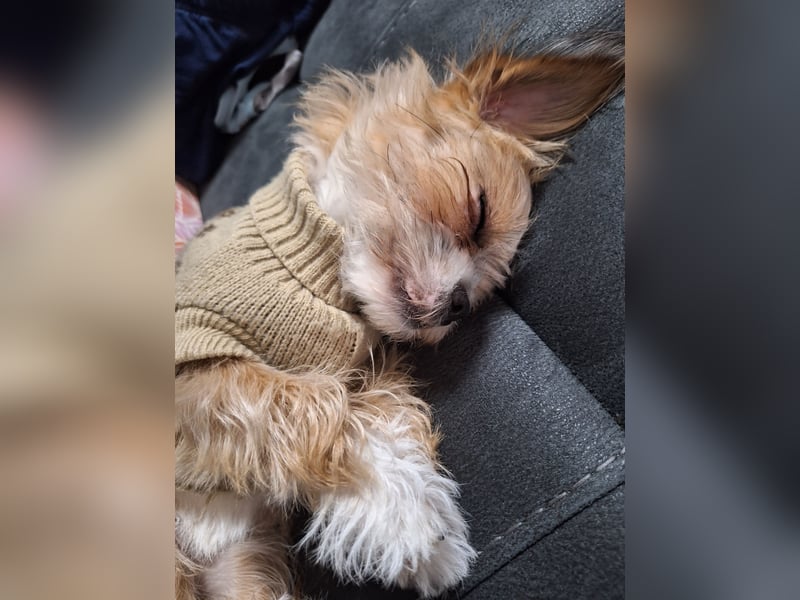 Havanesemischlingshündin