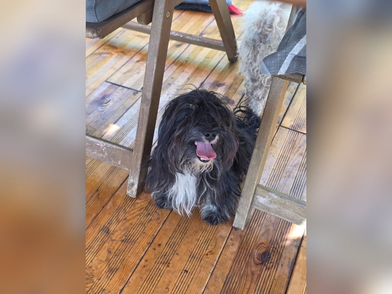 Didi – Mini-Havaneser-Mix (Rüde) sucht Zuhause 