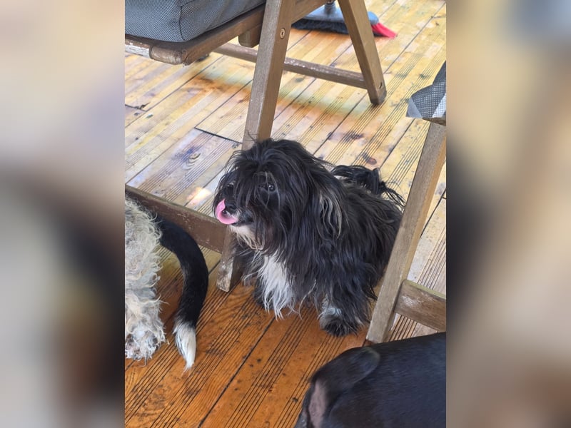 Didi – Mini-Havaneser-Mix (Rüde) sucht Zuhause 