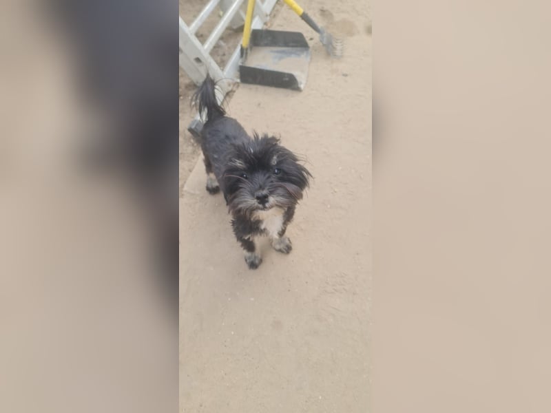 Didi – Mini-Havaneser-Mix (Rüde) sucht Zuhause 