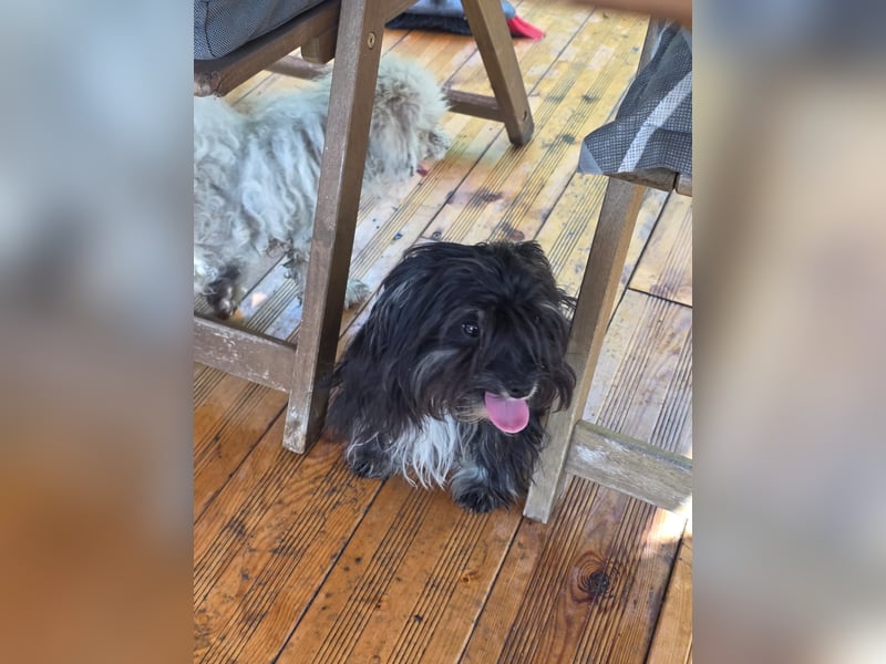 Didi – Mini-Havaneser-Mix (Rüde) sucht Zuhause 