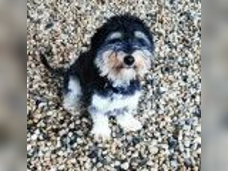 Bela, Havanesermix, geb. 2024, freundlich und anhänglich