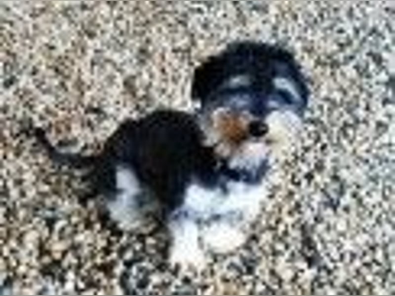 Bela, Havanesermix, geb. 2024, freundlich und anhänglich