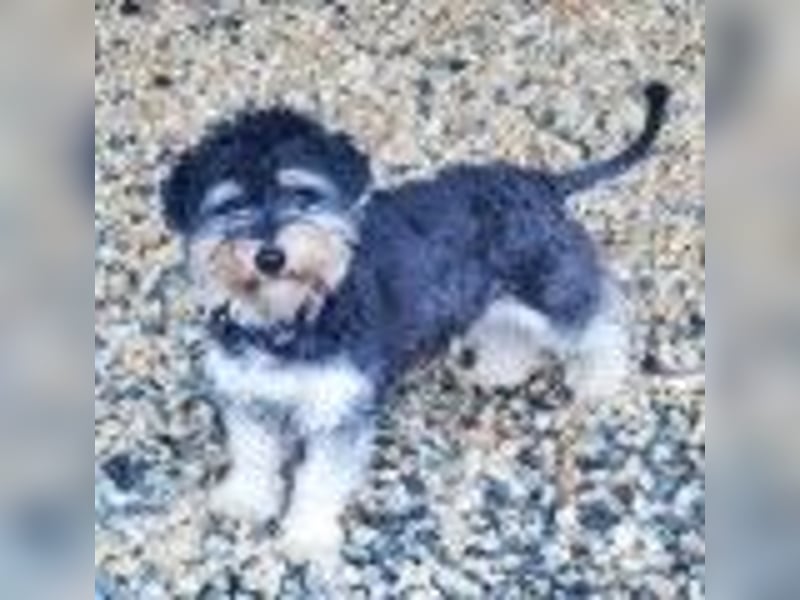 Bela, Havanesermix, geb. 2024, freundlich und anhänglich