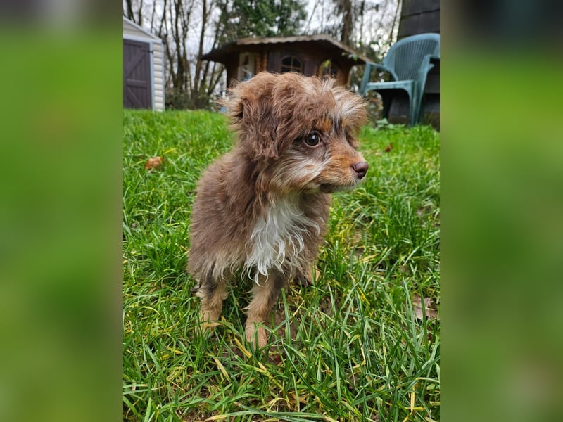 Moka, ein zarter kleiner Hundebub