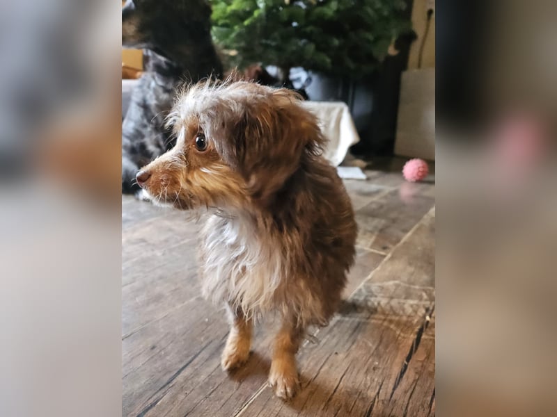 Moka, ein zarter kleiner Hundebub