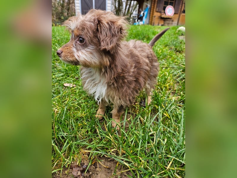 Moka, ein zarter kleiner Hundebub