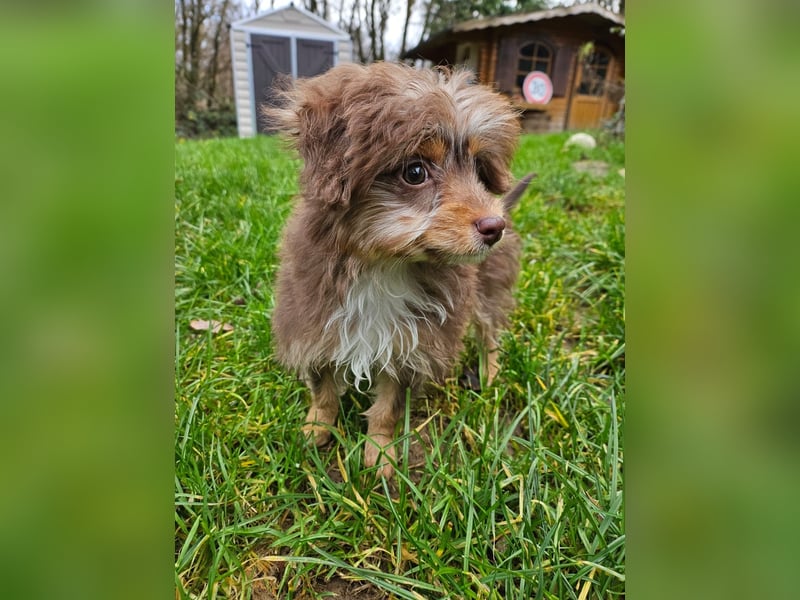 Moka, ein zarter kleiner Hundebub