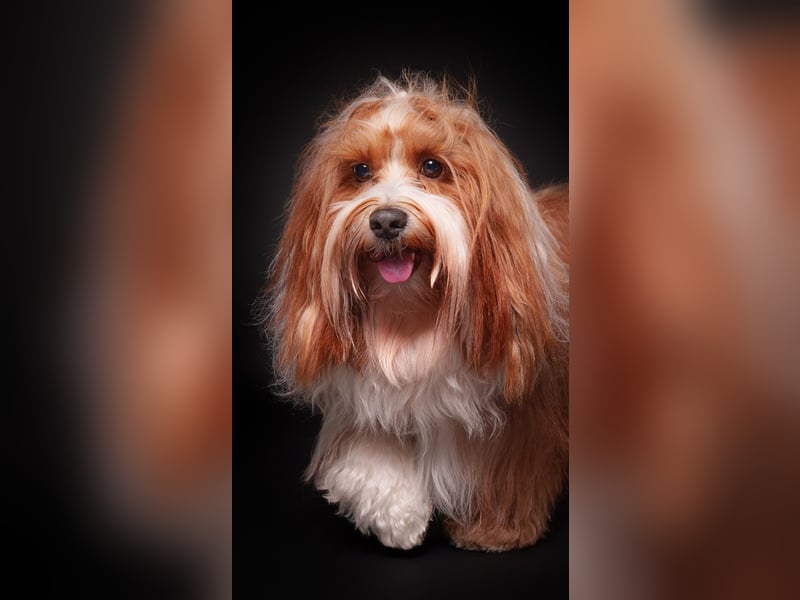 Havaneser Deckrüde ( Danny) kein Verkauf