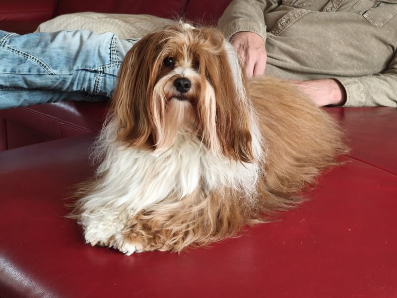 Havaneser Deckrüde ( Danny) kein Verkauf