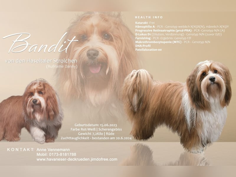 Havaneser Deckrüde ( Danny) kein Verkauf