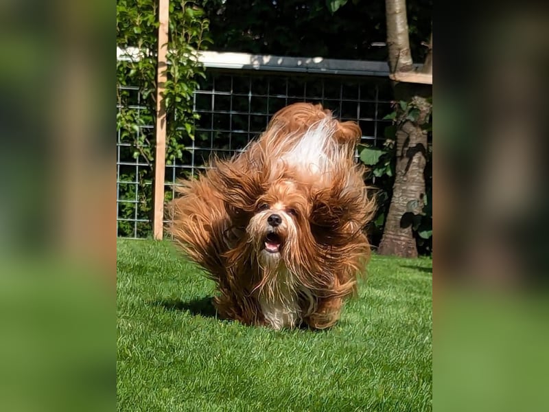 Havaneser Deckrüde ( Danny) kein Verkauf