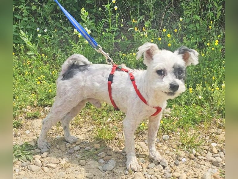 Bichon Havaneser Andrei 25cm geb. 03/2021 ist sehr lustig und anhänglich