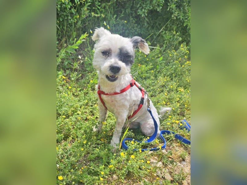 Bichon Havaneser Andrei 25cm geb. 03/2021 ist sehr lustig und anhänglich