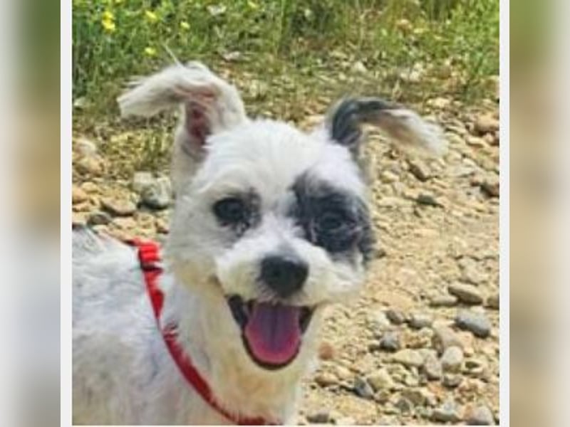 Bichon Havaneser Andrei 25cm geb. 03/2021 ist sehr lustig und anhänglich