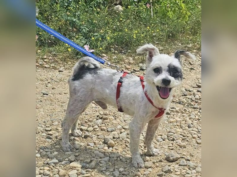Bichon Havaneser Andrei 25cm geb. 03/2021 ist sehr lustig und anhänglich