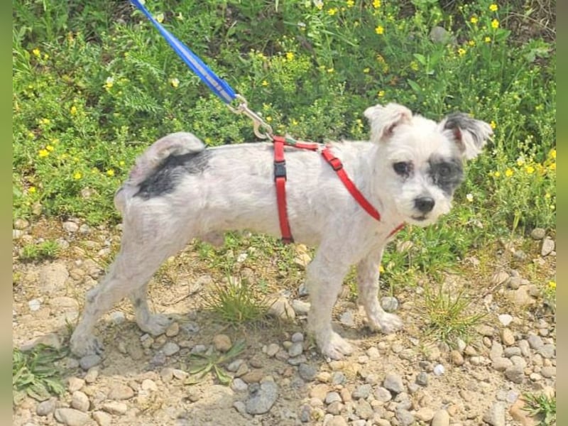 Bichon Havaneser Andrei 25cm geb. 03/2021 ist sehr lustig und anhänglich