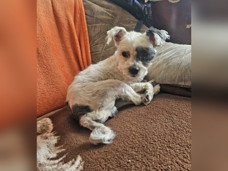 Bichon Havaneser Andrei 25cm geb. 03/2021 ist sehr lustig und anhänglich