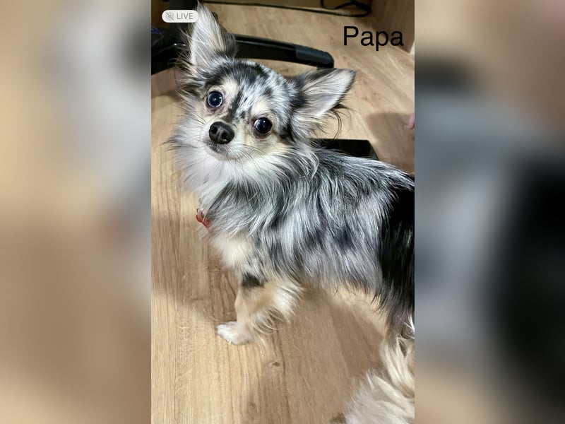 Wir erwarten Havaneser/ Chihuahua Welpen