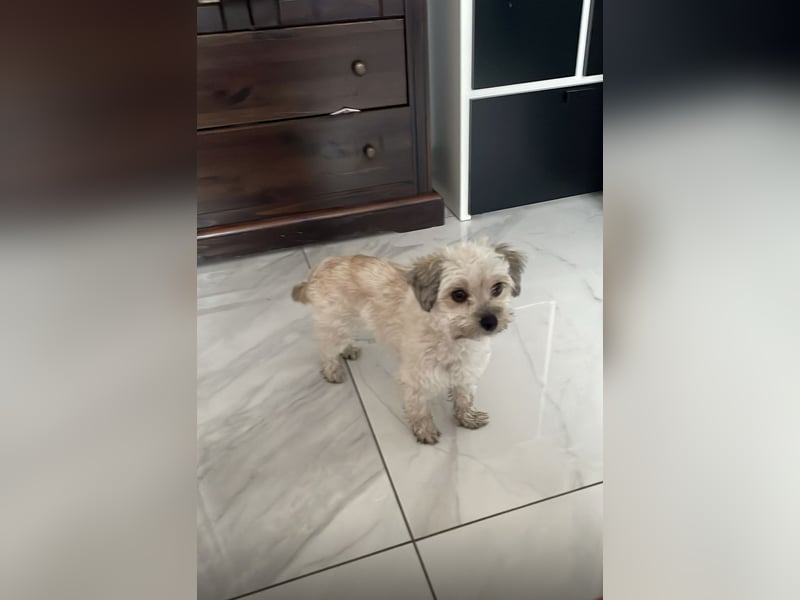 Wir erwarten Havaneser/ Chihuahua Welpen