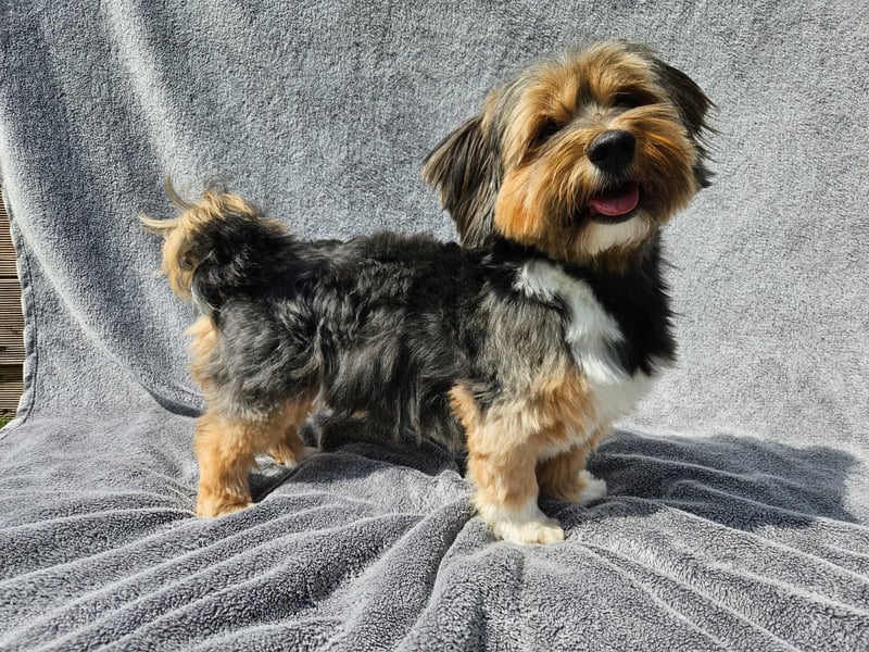 Zuchtrüde "Joschi" Tricolor Havaneser mit Charme & Ausstrahlung