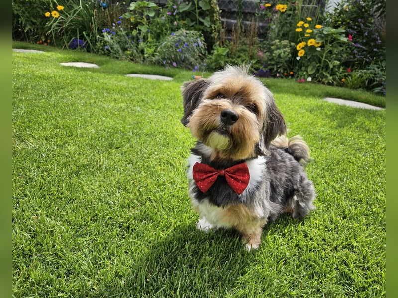 Zuchtrüde "Joschi" Tricolor Havaneser mit Charme & Ausstrahlung