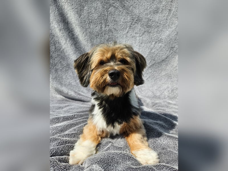 Zuchtrüde "Joschi" Tricolor Havaneser mit Charme & Ausstrahlung