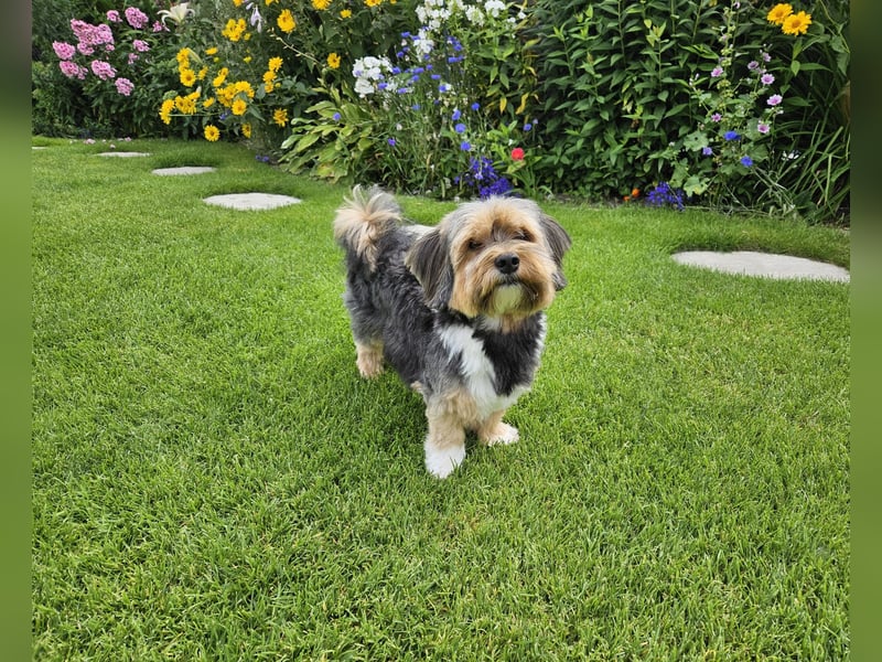 Zuchtrüde "Joschi" Tricolor Havaneser mit Charme & Ausstrahlung