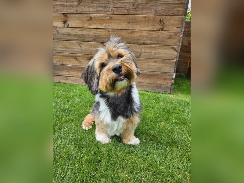Zuchtrüde "Joschi" Tricolor Havaneser mit Charme & Ausstrahlung