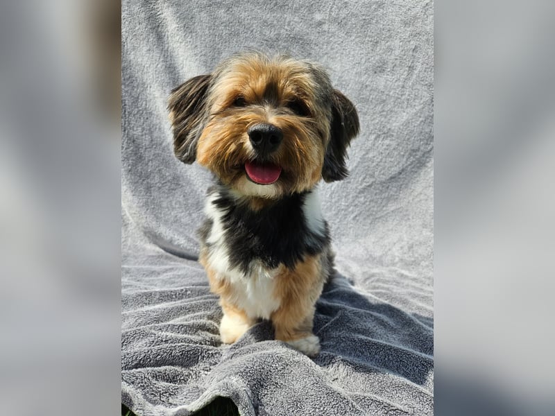 Zuchtrüde "Joschi" Tricolor Havaneser mit Charme & Ausstrahlung