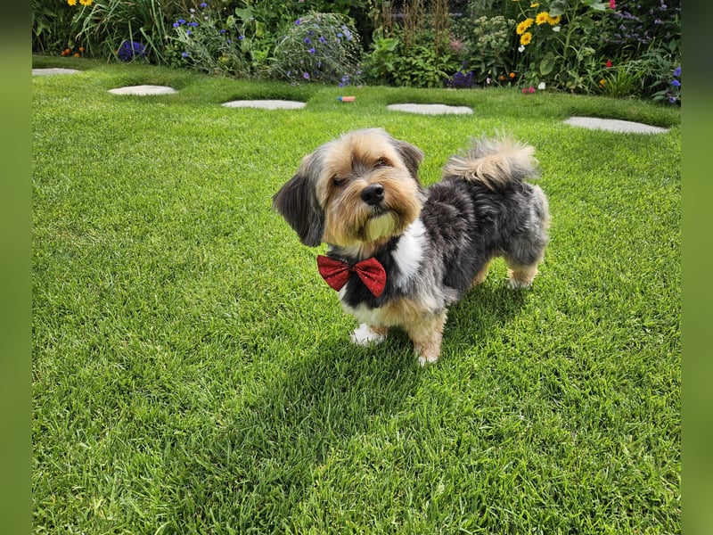 Zuchtrüde "Joschi" Tricolor Havaneser mit Charme & Ausstrahlung