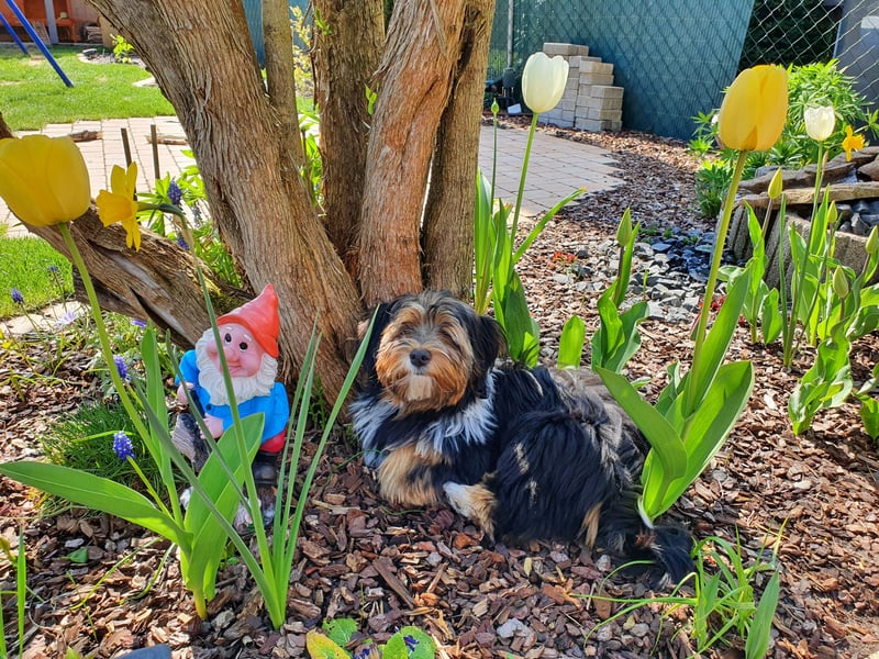 Zuchtrüde "Joschi" Tricolor Havaneser mit Charme & Ausstrahlung