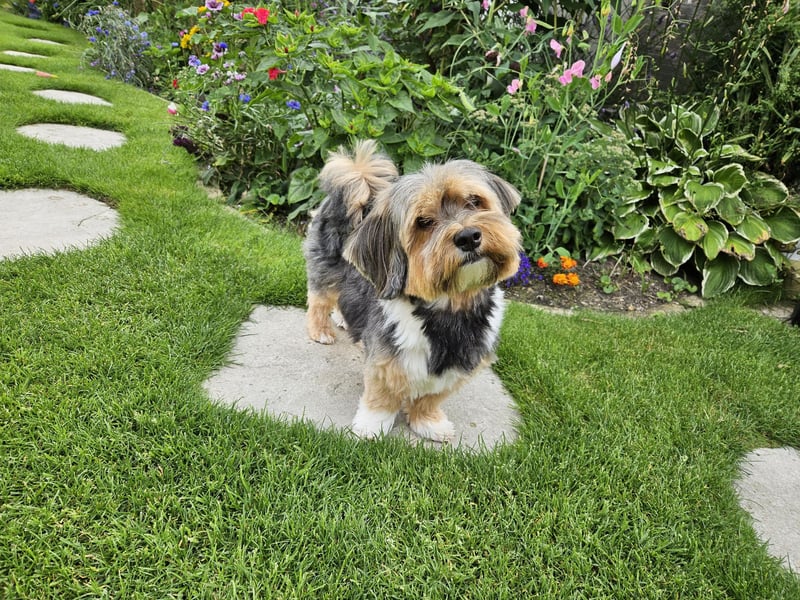 Zuchtrüde "Joschi" Tricolor Havaneser mit Charme & Ausstrahlung